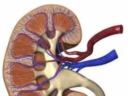 how to prevent kidney failure in humans