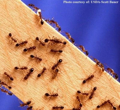 Kinds of Ants with pictures – 7 Types