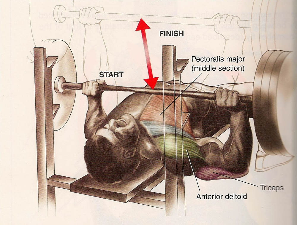 How to Bench Press in Perfect Form