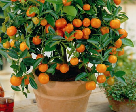 How to Grow an Orange Tree – 10 Steps