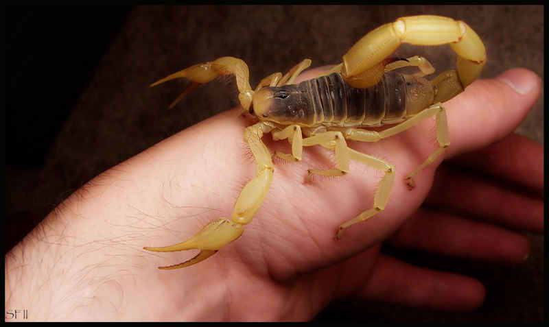 How to Treat a Scorpion Sting – 9 Steps