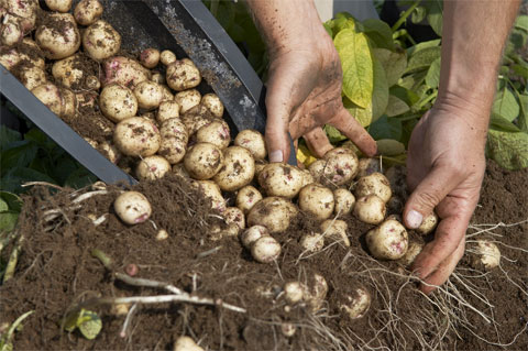 How to Grow Potatoes – 5 Steps