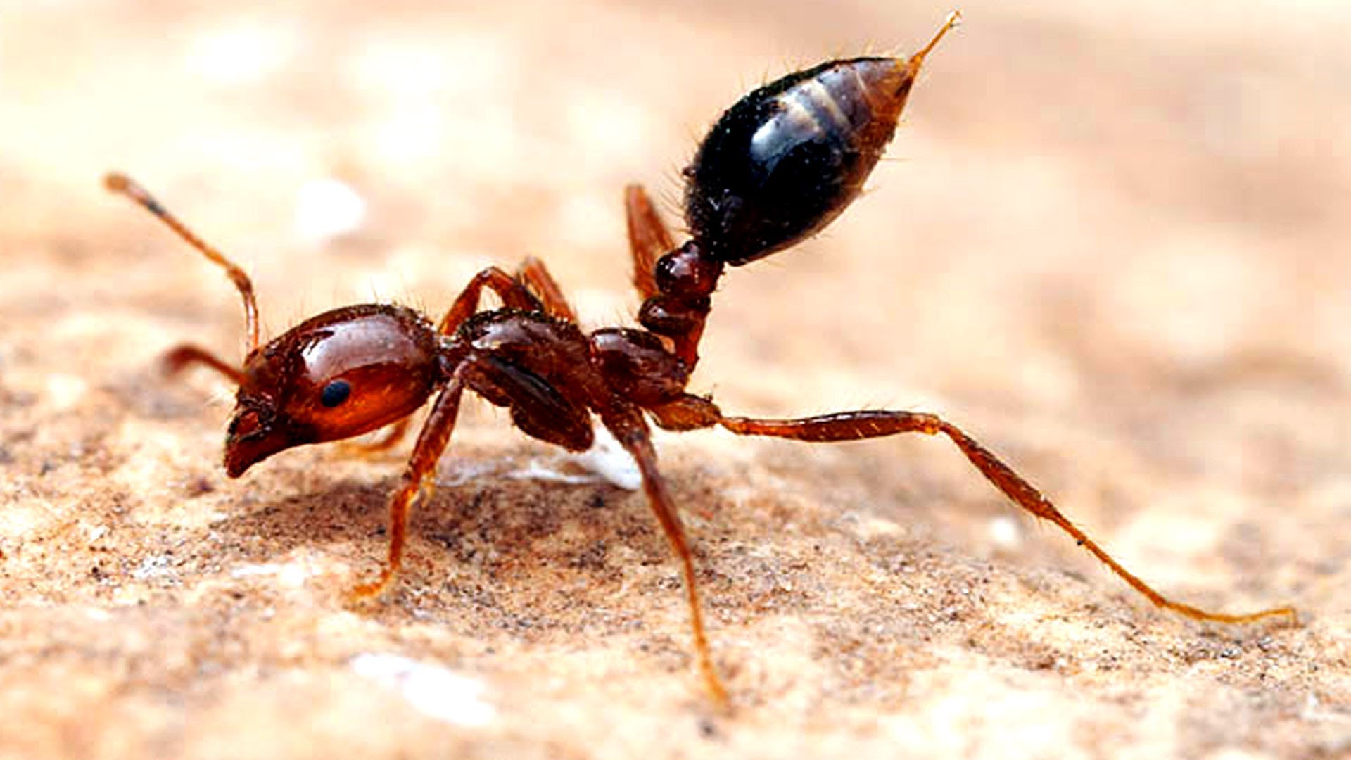 Fire Ants : As Described and Explained