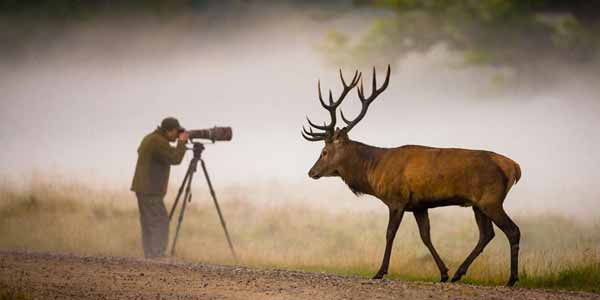 How to Shoot Photos of Wild Animals