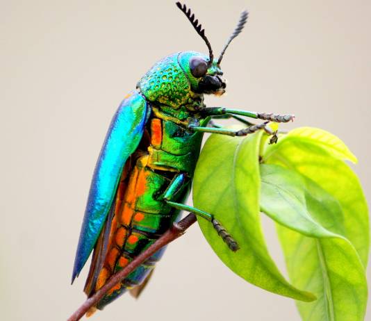 Jewel Beetles