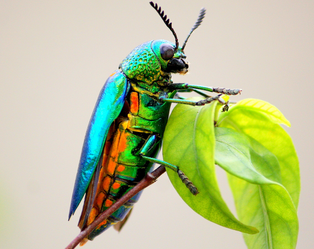 Jewel Beetles – Description, Behaviors and Habitat