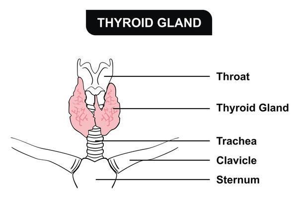 10 Signs or Symptoms of Having Thyroid Problems