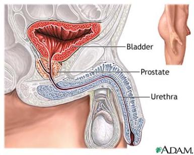 Bladder Prostate Urethra