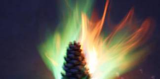 Burning Pinecones