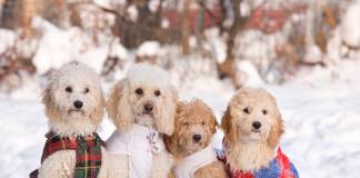 Keep Your Dogs Safe During Winter