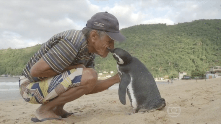 Penguin Believed to Swim at least 5,000 Miles per Year just to Reunite with an Old Man