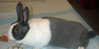 How to Identify Whether Your Rabbit is Sick or Not
