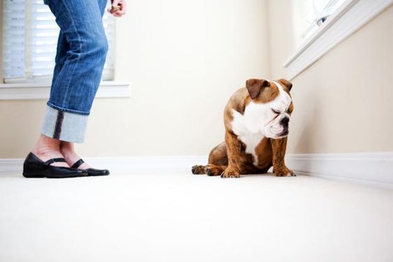 Things People Often Do That Dogs Can’t Bear Up With