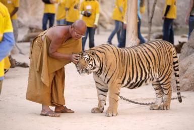 The Saddening Truth Behind Thailand’s Tiger Temple Now Revealed