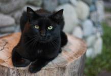 Five Amazing Facts About Black Cats