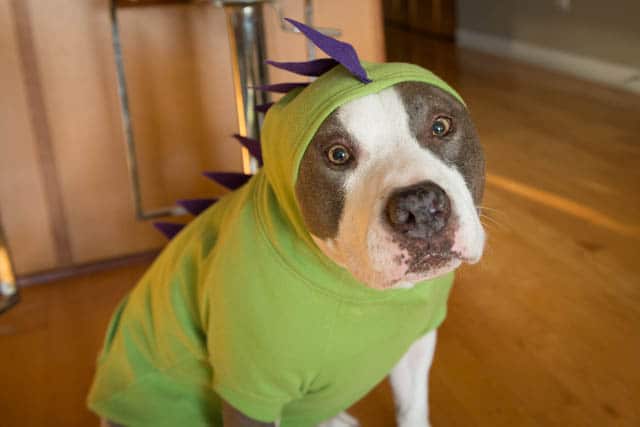 Six Must-Do Halloween Dog Costumes