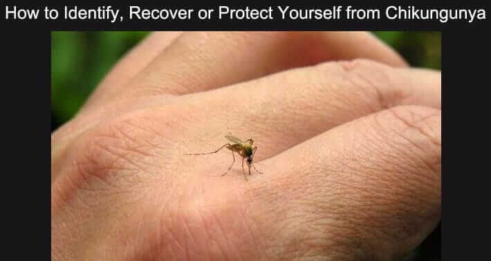 How to Identify, Recover or Protect Yourself from Chikungunya