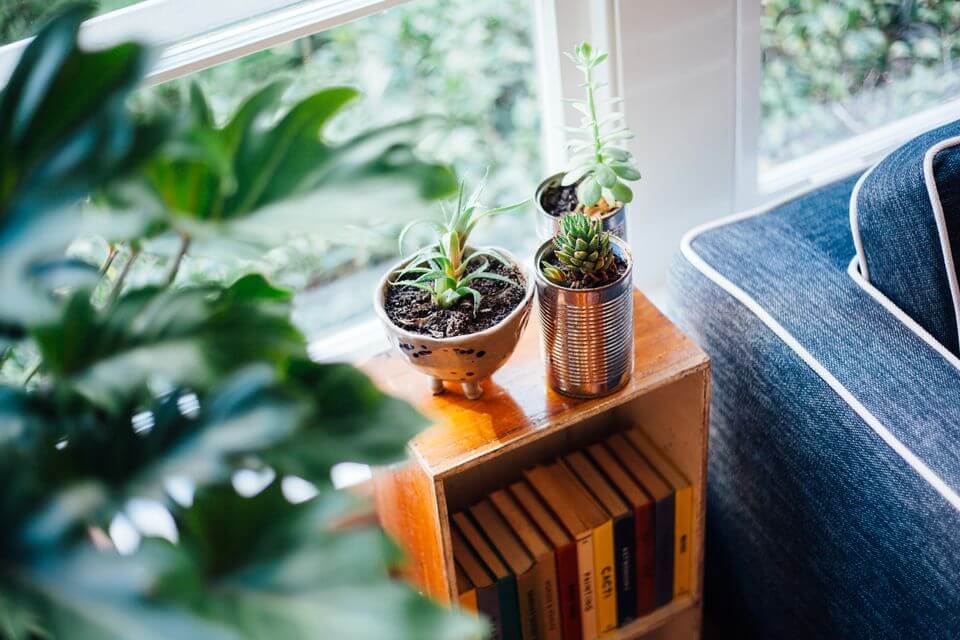 Dying Houseplants: What is the Reason?